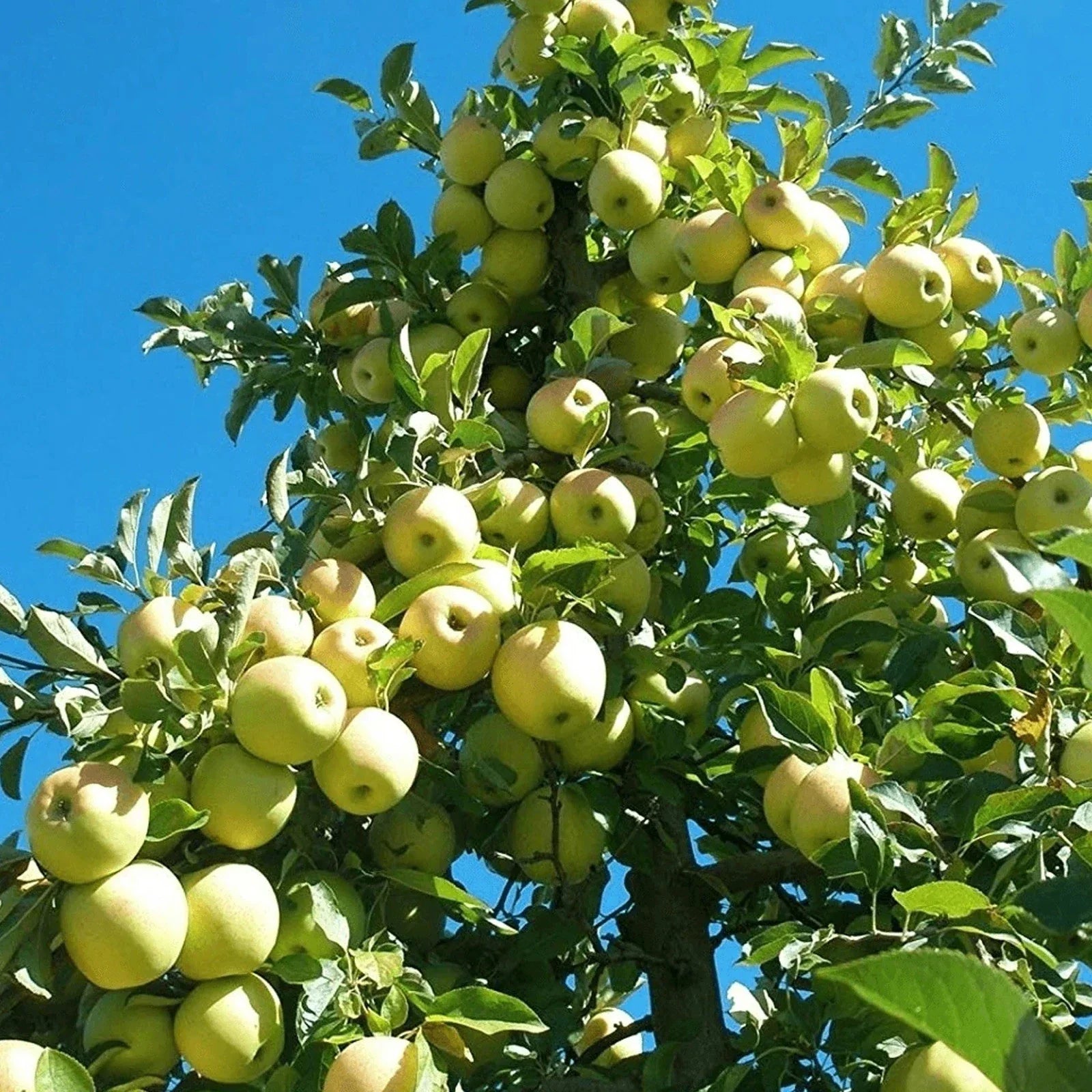 Dwarf Golden Delicious Apple Tree 3 Ft Bare Root Malus domestica Sweet Crisp Fruit White Blossoms