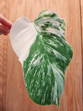 Monstera Albo Variegated Cutting - Rare Lightly Rooted Monstera Deliciosa Variegata