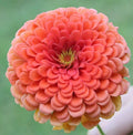 Zinnia Seeds Coral Beauty Pink Salmon Rose Flower Pack | Zinnia elegans Garden Seeds for Borders & Containers