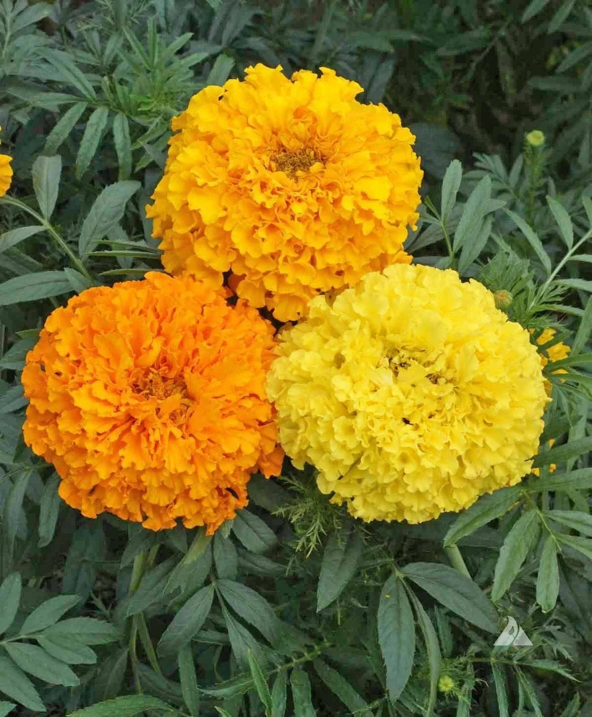 Marigold Seeds Crackerjack Mix - Heirloom Non-GMO Tagetes erecta - Vibrant Annual Flower Seeds, 150+ Seeds, Full Sun, Easy to Grow