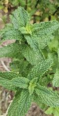 Live Starter Peppermint Plants - 6 Bareroots Mentha × piperita for Gardening, Culinary, and Containers