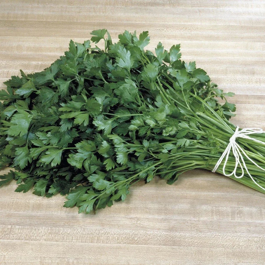 Italian Flat Leaf Parsley Seeds - Heirloom, Fragrant, Petroselinum crispum, 300-5000 Seeds