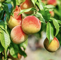 Peach Tree Cuttings for Rooting and Grafting - Prunus persica, Healthy Fruit Tree Propagation Material