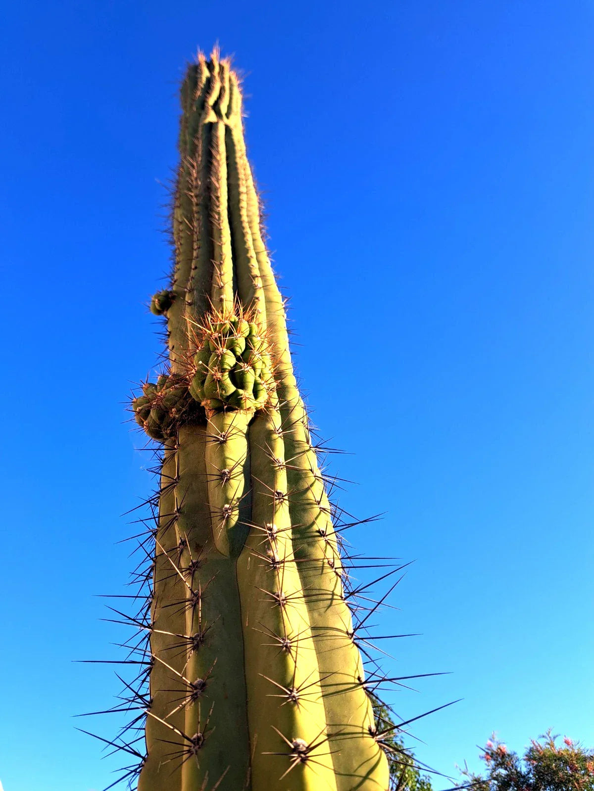 Cereus Werdemannianus Cactus Plant – 25in Tall Columnar Succulent for Indoor Outdoor Gardens