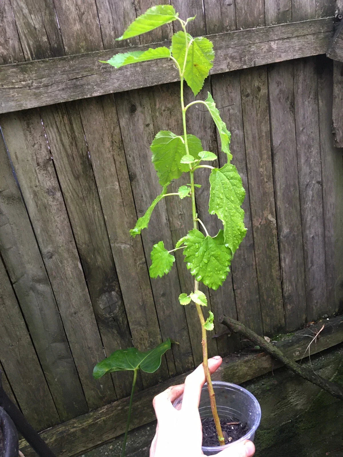Mulberry Tree Plug Seedling - Morus Nigra Live Plant, Edible Black Mulberries, Hardy Fruit Tree for Garden, Ornamental Foliage