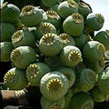 Giant Rattle Poppy Seeds 10,000 Pack - Papaver somniferum Giganteum - Large Blooming Annual for Garden & Borders