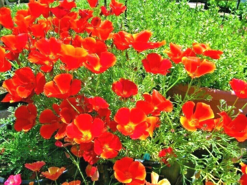 California Poppy Seeds - 501+ Red Chief Variety - Native Wildflower for Garden & Containers - Eschscholzia californica