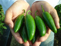Jalapeno Pepper Seeds - Heavy Yielding Capsicum annuum for Salsas & Stuffed Poppers, 20 Seeds