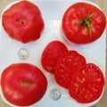 Beefsteak Tomato Seeds - 25 Count - Pruden's Purple Heirloom Variety - Solanum lycopersicum