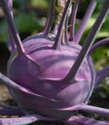 Purple Vienna Kohlrabi Seeds - Organic Brassica oleracea var. gongylodes Vegetable Seeds for Home Garden, Fresh, Non-GMO, High Germination