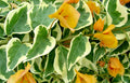 Delta Dawn Variegated Bougainvillea Starter Plant – Well Rooted Bougainvillea Spectabilis, Climbing or Trailing Vine