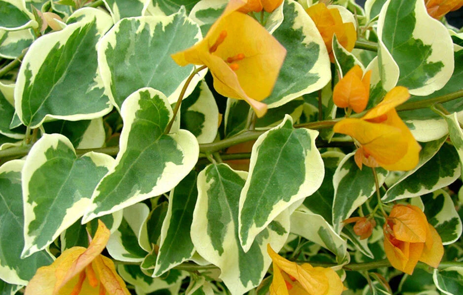 Delta Dawn Variegated Bougainvillea Starter Plant – Well Rooted Bougainvillea Spectabilis, Climbing or Trailing Vine