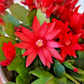 Red Easter Cactus Live Plant - 4" Potted Rhipsalidopsis Gaertneri with Bright Red Blooms