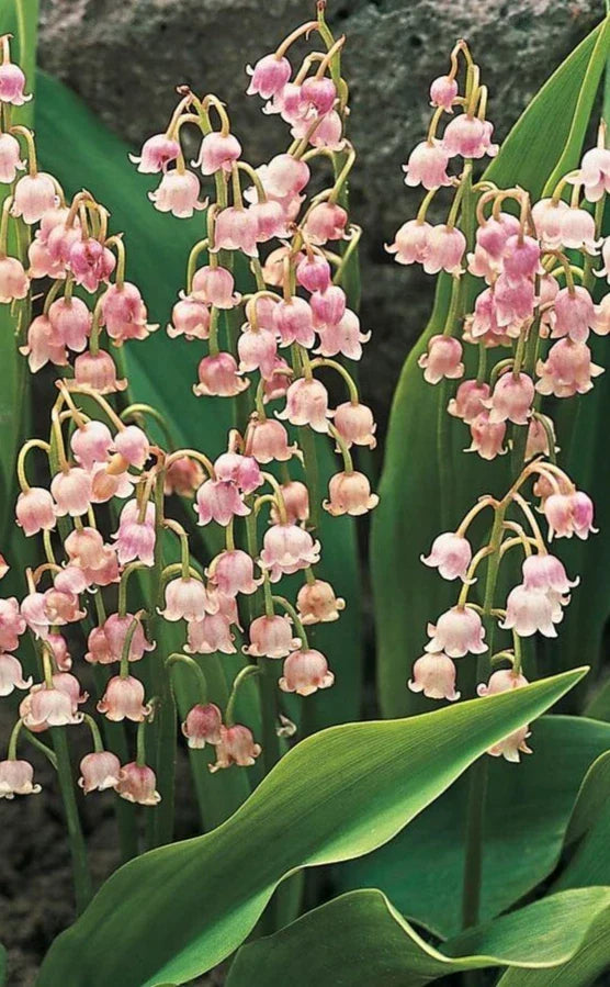 Pink Lily of the Valley Roots - 5 Pack, Pink Flowers, Fragrant, Convallaria majalis, Perennial Ground Cover for Shade Gardens
