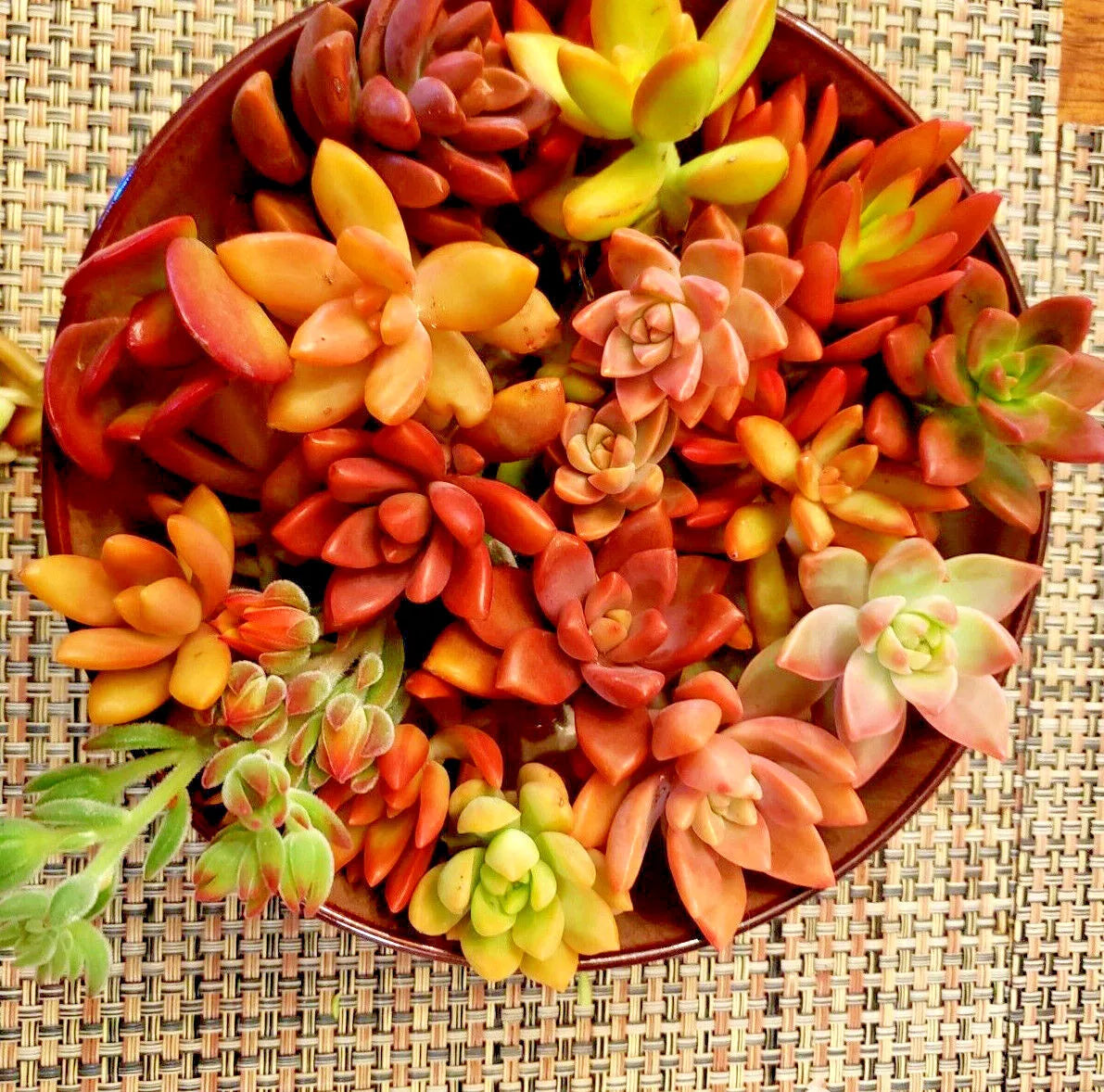 Succulent Cuttings 12 Pack - Red, Pink, Orange Varieties - Echeveria, Sedum, Crassula, Aeonium, Kalanchoe