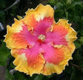 Hibiscus Seeds - Perennial Pink, Yellow, Orange Flower Seeds - Hibiscus rosa-sinensis, Vibrant Blooming Plants
