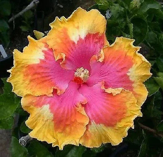 Hibiscus Seeds - Perennial Pink, Yellow, Orange Flower Seeds - Hibiscus rosa-sinensis, Vibrant Blooming Plants