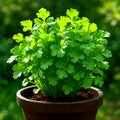 Slow Bolt Cilantro Seeds - Heirloom Non-GMO Coriander - Culinary Herb for Home Gardening - 800+ Seeds