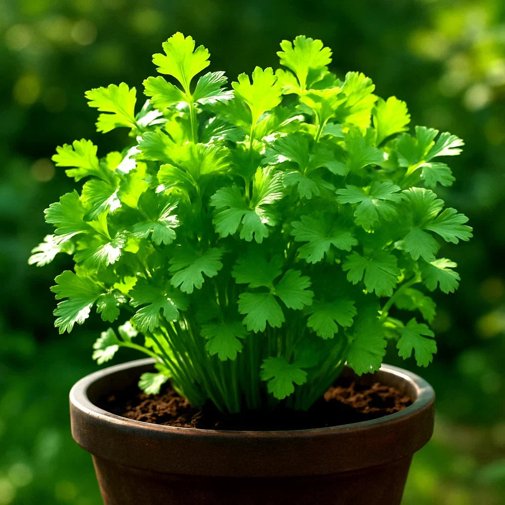 Slow Bolt Cilantro Seeds - Heirloom Non-GMO Coriander - Culinary Herb for Home Gardening - 800+ Seeds