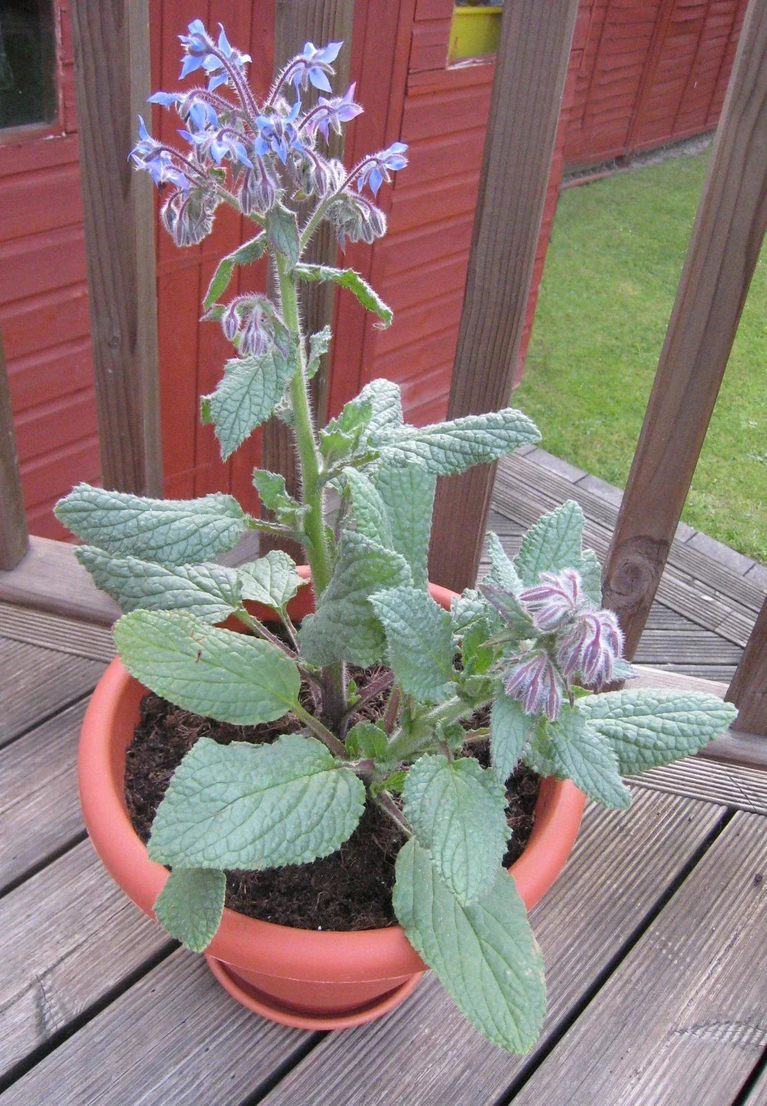 Borage Herb Seeds - 100 Pack, Edible Blue Flowers & Leaves, Borago officinalis, Annual Herb for Culinary & Pollinator Gardens