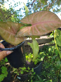 Syngonium Neon Robusta Pink Arrowhead Vine Live Houseplant – Indoor Trailing Plant, Syngonium podophyllum