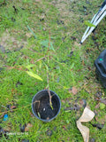 Dwarf Nectarine Tree, Fruiting Plant in 3-Gallon Pot, Prunus persica var. nucipersica, Compact Small Garden Tree