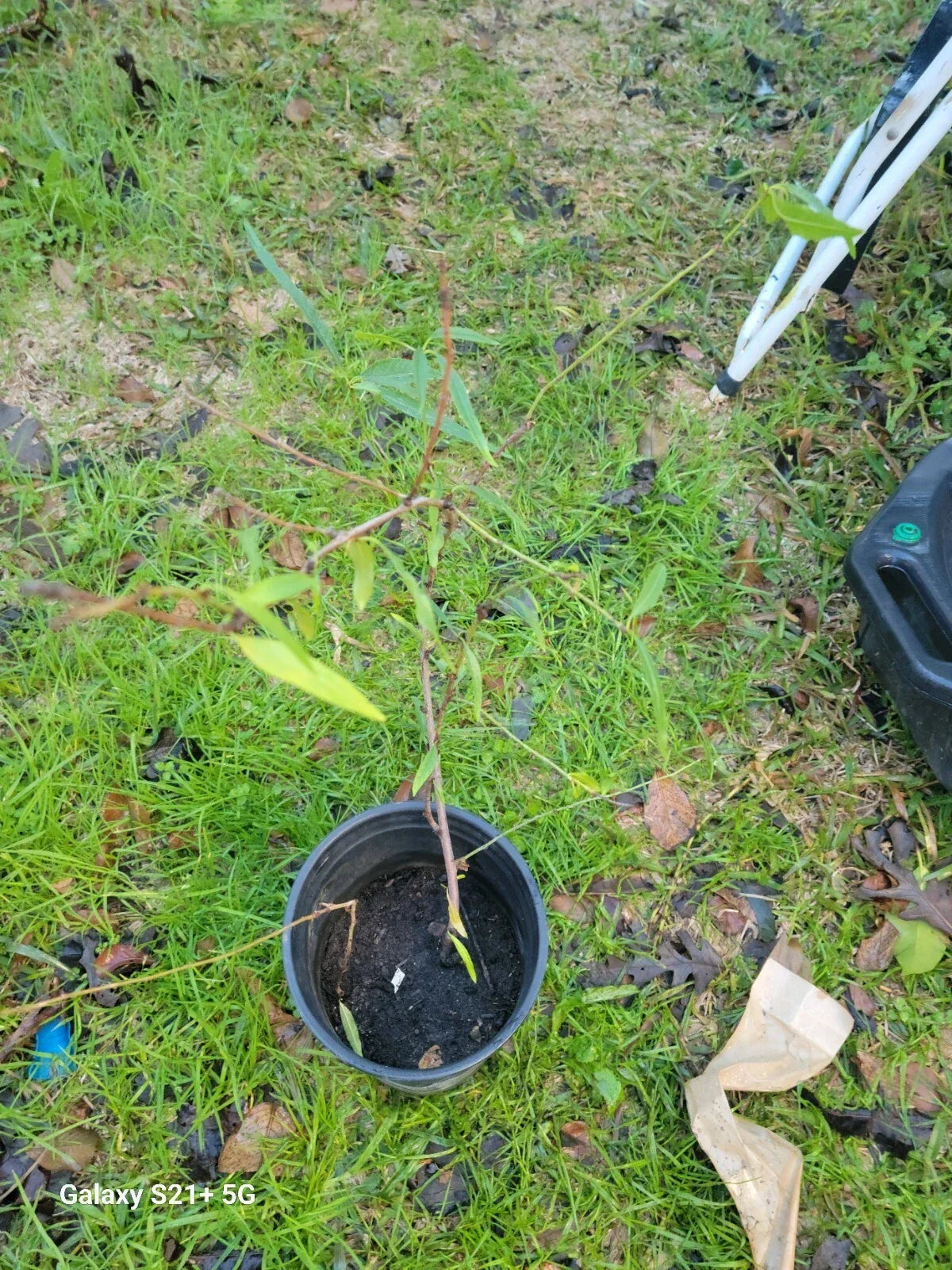 Dwarf Nectarine Tree, Fruiting Plant in 3-Gallon Pot, Prunus persica var. nucipersica, Compact Small Garden Tree