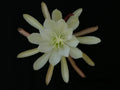 Epiphyllum Orchid Cactus Cutting - Creme de Menthe Variety, Easy Care, Night-Blooming, Indoor/Outdoor, Don's Cuttings