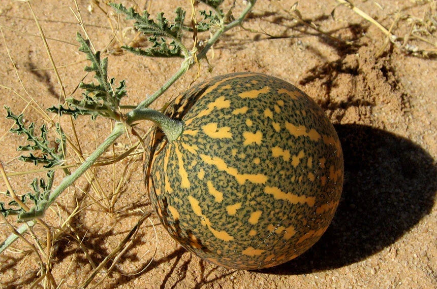 Colocynth Bitter Apple Seeds - Citrullus colocynthis, Drought-Resistant Climbing Vine, 15-300 Seeds for Ornamental & Edible Gardens