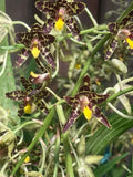 Orchid Plant Division Ansellia Africana Exotic Indoor Flowering Plant No Pot