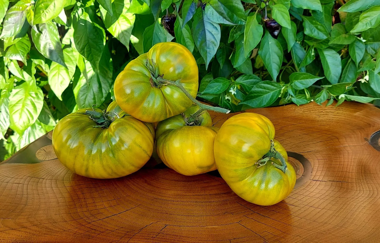 Cherokee Green Tomato Seeds - Organic Heirloom Non-GMO Pack of 10 - Rare Solanum lycopersicum Variety