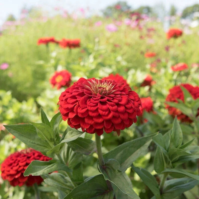 Benary Giant Scarlet Zinnia Seeds - 100+ Pack, Vibrant Red Flowers, Zinnia elegans, Garden Bed & Border, Butterfly & Pollinator Attracting