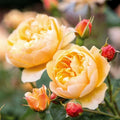 Rose Cuttings 5-8 Inches Long, Unrooted, David Austin ROALD DAHL Rosa 'Roald Dahl' Fragrant Pink Flowers
