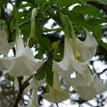 Brugmansia Arborea Seeds 10 Pack White Flower Angel's Trumpet Tropical Perennial Plant for Garden, Container, or Landscape