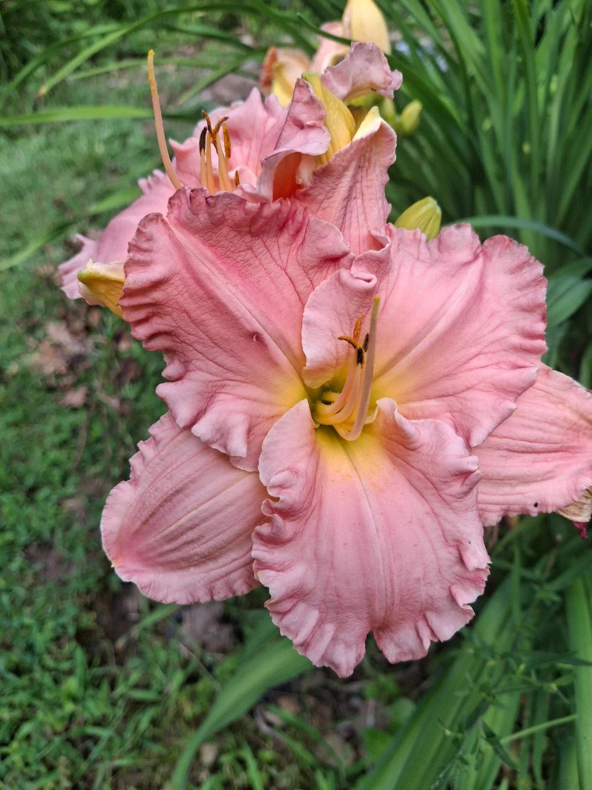 Daylily Bareroot Plant Joyful Occasion Hemerocallis Perennial Flowering Garden Plant