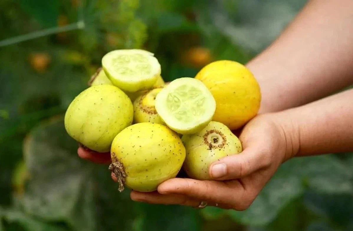 Organic Lemon Cucumber Seeds - Heirloom Non-GMO Cucumis sativus for Fresh Salads & Pickling
