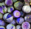 Purple Coban Tomatillo Seeds - 100 Exotic Physalis ixocarpa for Home Gardening, Container or In-Ground Planting