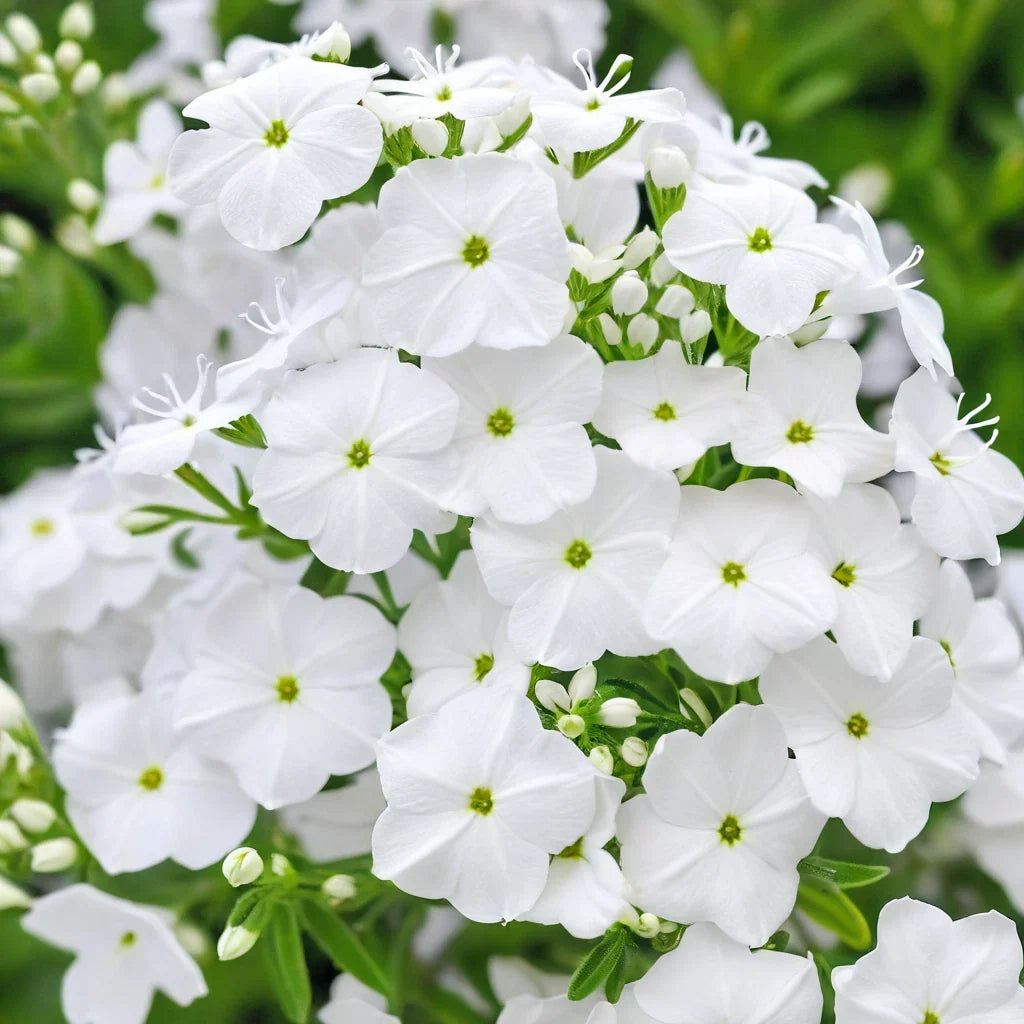 Pure White Phlox Seeds - Perennial Flower Seeds for Bees & Butterflies - Phlox paniculata, 50 Seeds