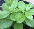 Jewels of Opar Live Plants - Bare Root Talinum paniculatum Perennial Herb for Garden, Containers, Indoor Growing