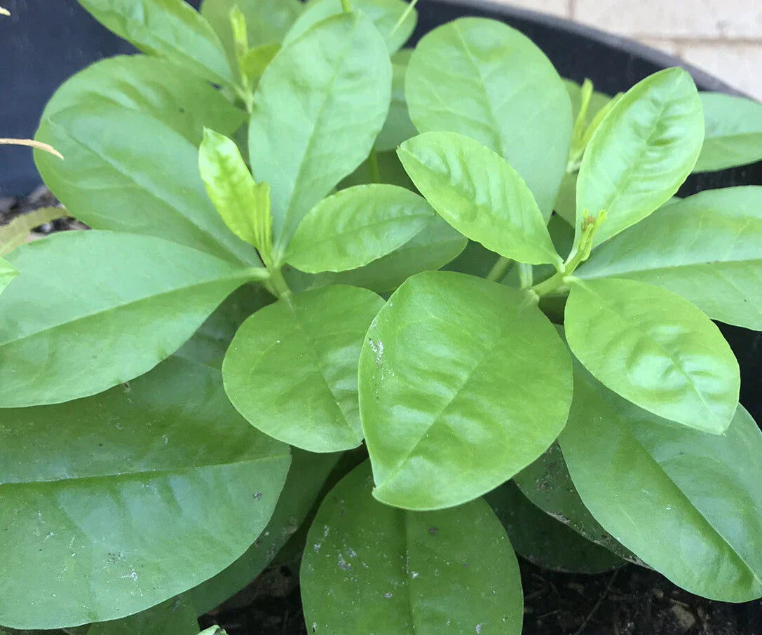 Jewels of Opar Live Plants - Bare Root Talinum paniculatum Perennial Herb for Garden, Containers, Indoor Growing