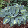 Hosta Plant in 5.25" Pot, Touch of Class Variety, Shade Perennial, Hosta 'June Sport' for Garden & Landscape