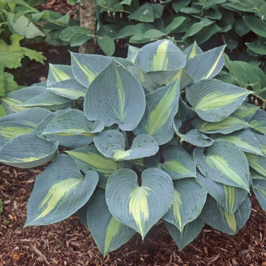 Hosta Plant in 5.25" Pot, Touch of Class Variety, Shade Perennial, Hosta 'June Sport' for Garden & Landscape