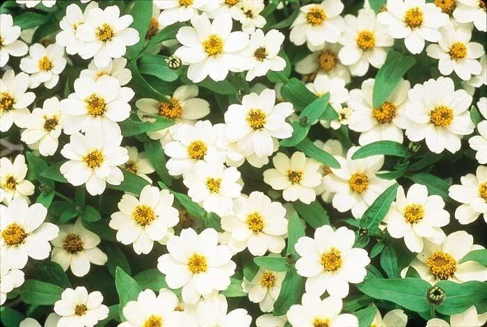 Profusion Double White Zinnia Seeds - 100+ Pack, Zinnia elegans, Bright Flowers for Garden, Borders, Containers, Cut Flowers