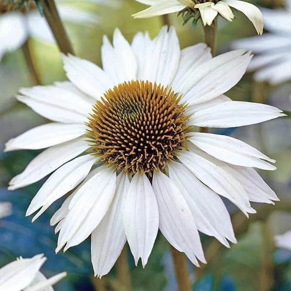 White Swan Coneflower Seeds - Non-GMO Echinacea purpurea Perennial Flower Seeds, 25-400 Pack