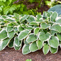 Hosta Royal Wedding Perennial Plant 5.25" Pot, Shade Hardy, Hosta hybrid