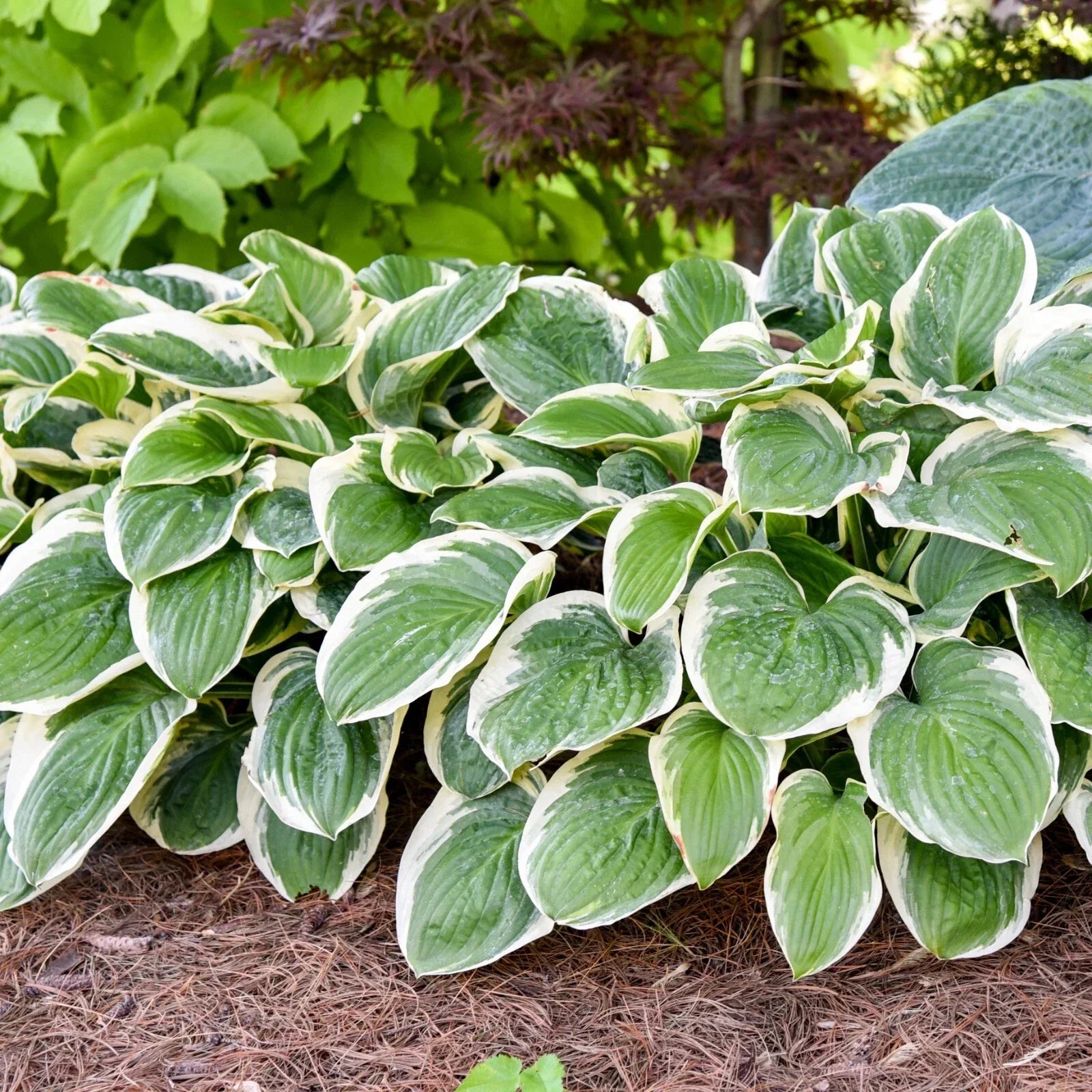 Hosta Royal Wedding Perennial Plant 5.25" Pot, Shade Hardy, Hosta hybrid