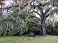 Live Oak Tree 6-12" Rooted Florida Evergreen Quercus virginiana Plants for Landscaping