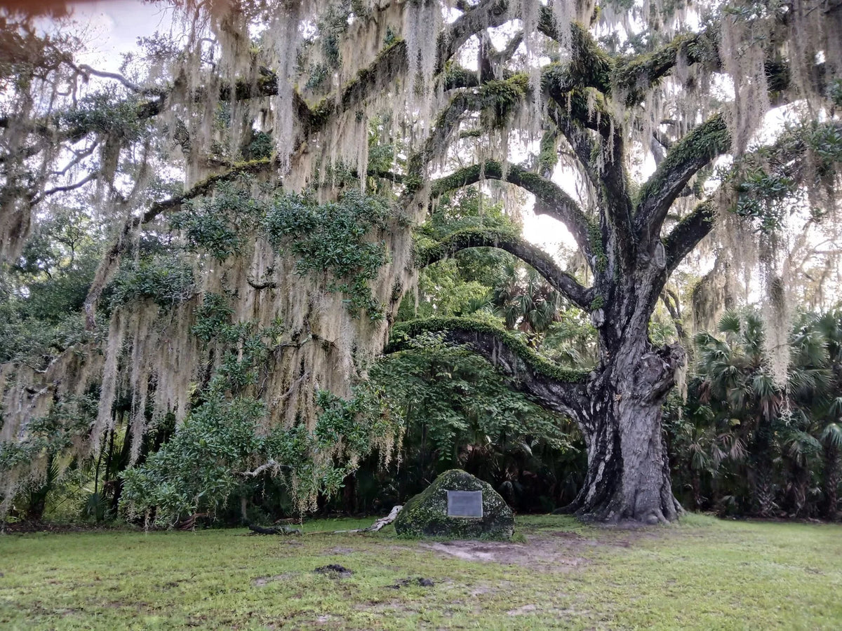 Live Oak Tree 6-12" Rooted Florida Evergreen Quercus virginiana Plants for Landscaping