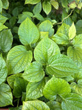 Natural Betel Leaves Stems 8-10" Lotol Texas Piper lolot Culinary & Medicinal Herb