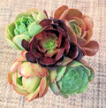Aeonium Cuttings Set of 5 - 2 Inch Diameter - Diverse Succulent Varieties - Aeonium spp. for Indoor & Outdoor Decor